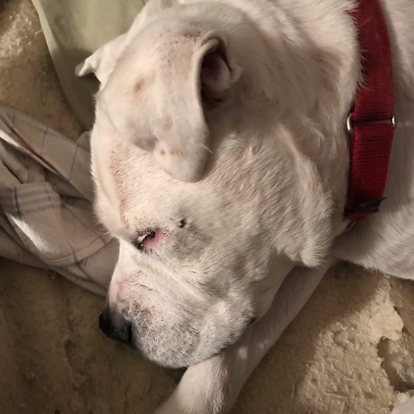 Meet your Posher, Save a bully breed! - Picture 2 of 2